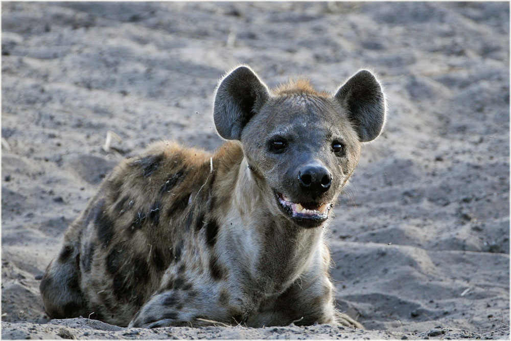 Tüpfelhyäne, Katavi, Tanzania
Schlüsselwörter: Tüpfelhyäne, Katavi, Tanzania