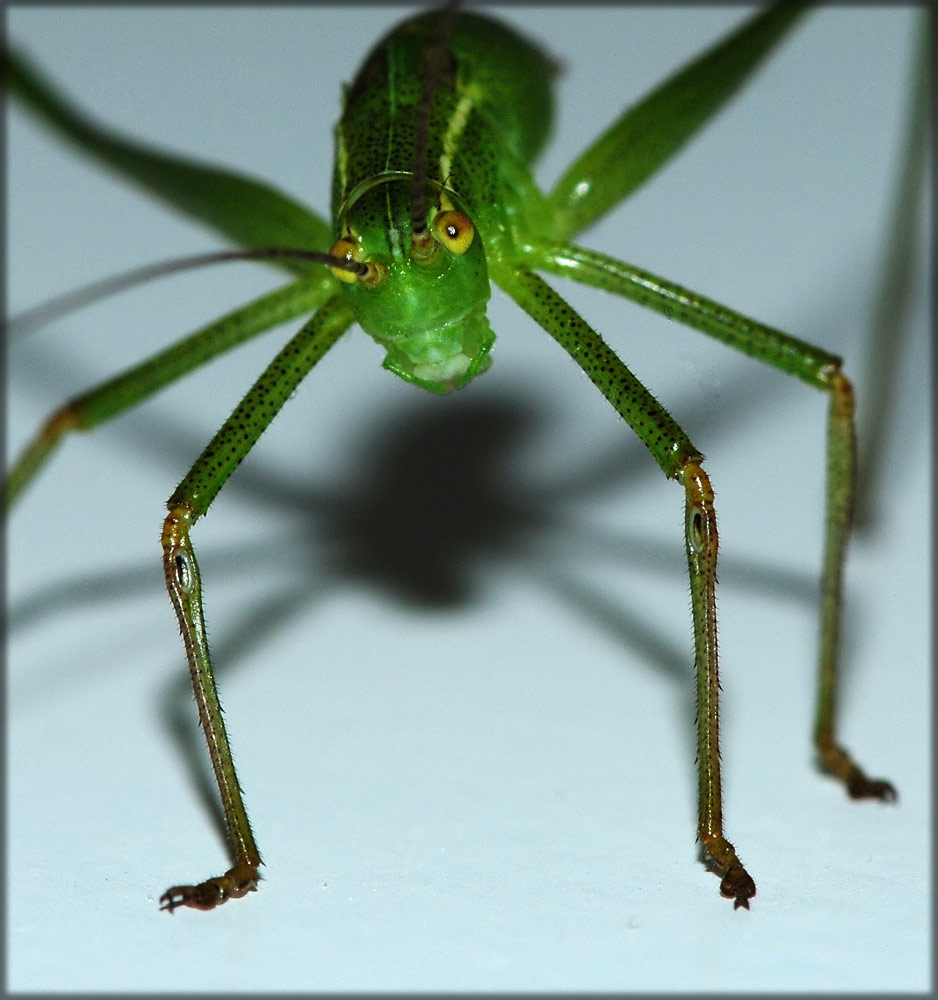 Junge Laubheuschrecke (Phaneroptera falcata)
Gebüschreiche Trockenrasen, am Uetliberg. Hoerorgane in den Beinen!
Schlüsselwörter: Hoerorgane, Hörorgane, Beine