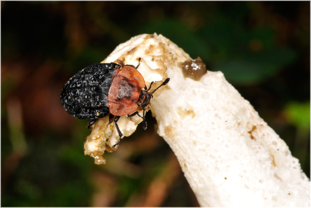 Rothalsige Silphe
Ein Aasfresser der auch auf Stinkmorchel (Phallus impudicus) angetroffen wird. Spielt als Sporenverteiler der Stinkmorchel und Aasvertilger eine wichtige Rolle im Nahrungskreislauf.


Schlüsselwörter: Rothalsige Silphe, Sihlwald, Stinkmorchel, Phallus impudicus, Schweiz, Zürich