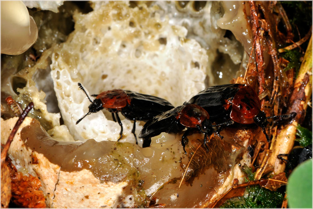 Rothalsige Silphe
Ein Aasfresser der auch auf Stinkmorchel (Phallus impudicus) angetroffen wird. Spielt als Sporenverteiler der Stinkmorchel und Aasvertilger eine wichtige Rolle im Nahrungskreislauf.
Schlüsselwörter: Rothalsige Silphe, Sihlwald, Stinkmorchel, Phallus impudicus, Schweiz, Zürich