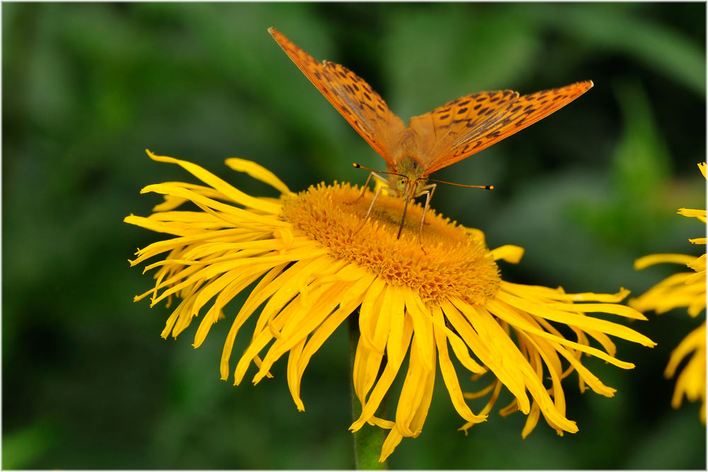 Kaisermantel auf Telekie
Schlüsselwörter: Kaisermantel, Telekie, Uetliberg, Zürich