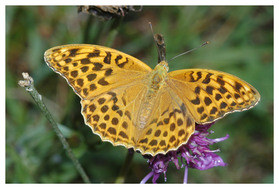 Kaisermantel (Argynnis paphia)
Ganz Europa, Eier werden auf Rinde abgesetzt, Räupchen überwintern in Ritzen und Spalten von Kiefern. Im Frühling suchen sie Veilchen auf und fressen bis sie sich verpuppen.
Schlüsselwörter: Kaisermantel, Argynnis paphia