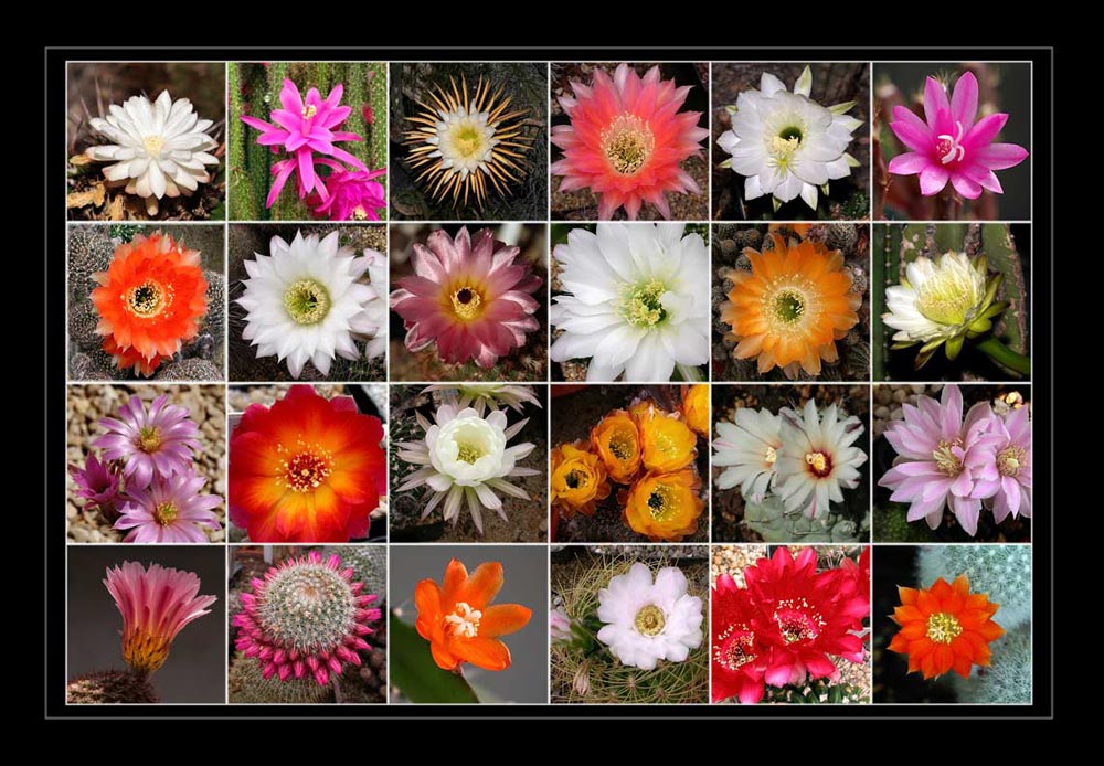 Vielfalt der Kakteenblüten
Schlüsselwörter: Kakteenblüten, Vielfalt