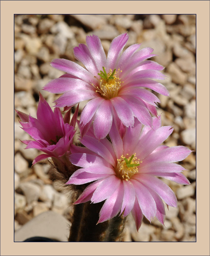 Kaktus_1.jpg