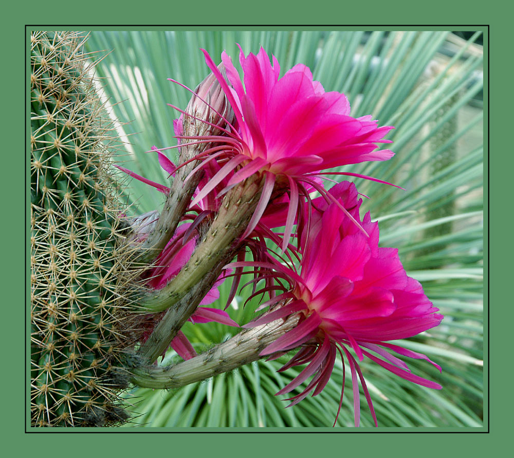 Blütentraum intergenerischen Trichocereus x Echinopsis Hybride
Sukkulentenhaus; Berggarten, ein Teil der Herrenhäuser-Gärten in Hannover, Juni 2004, anlässlich des EPIG-Treffens.
Der fantastische Blütenzauber einer Trichocereus x Echinopsis Hybride.
Schlüsselwörter: Herrenhäuser Gärten, Kaktusblüte, Hybride Trichocereus x Echinopsis