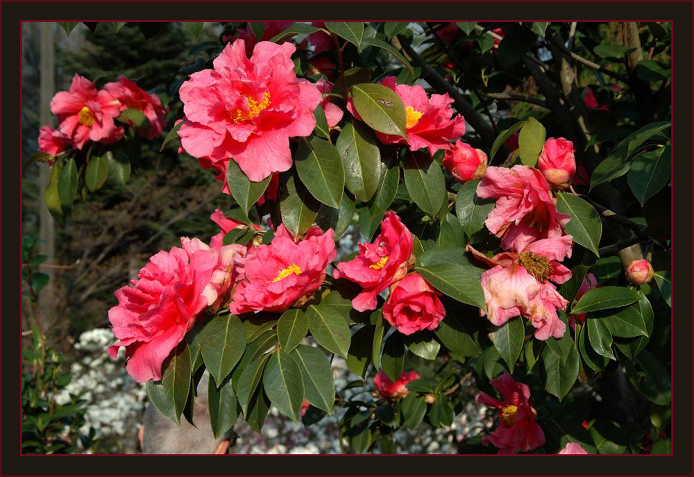 Kamelien
Schlüsselwörter: Kamelien, Eisenhut, Botanischer Garten