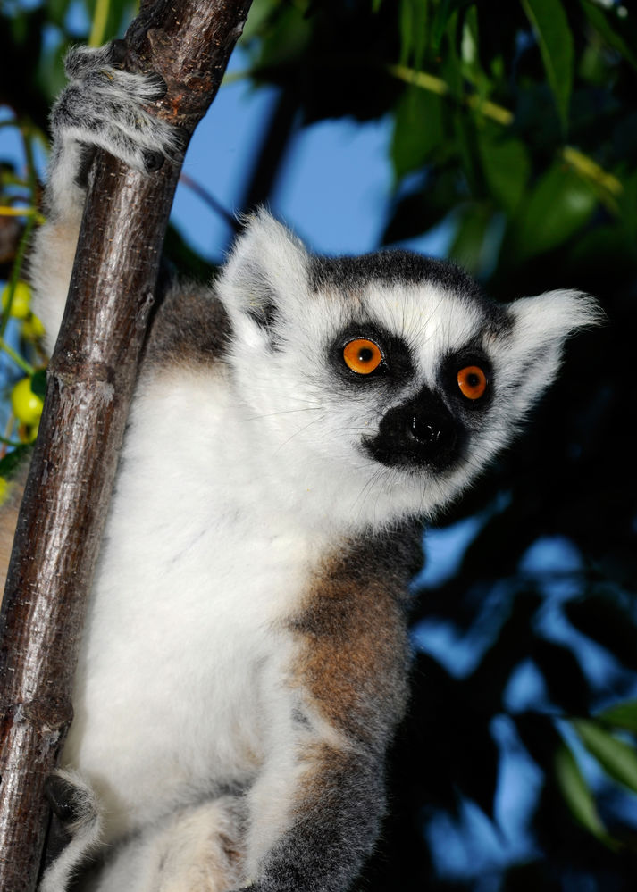 Lemur Katta
Schlüsselwörter: Anja,Katta, Lemuren. Madagaskar