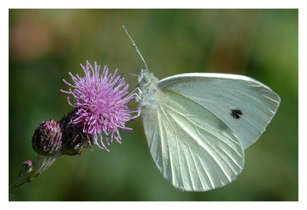 Kohlweissling (Pieris rapae)
Das Männchen des kleinen Kohlweisslings hat nur einen schwarzen Fleck auf dem Vorderflügel, die Weibchen deren zwei.
Schlüsselwörter: Kleiner Kohlweissling, Pieris rapae