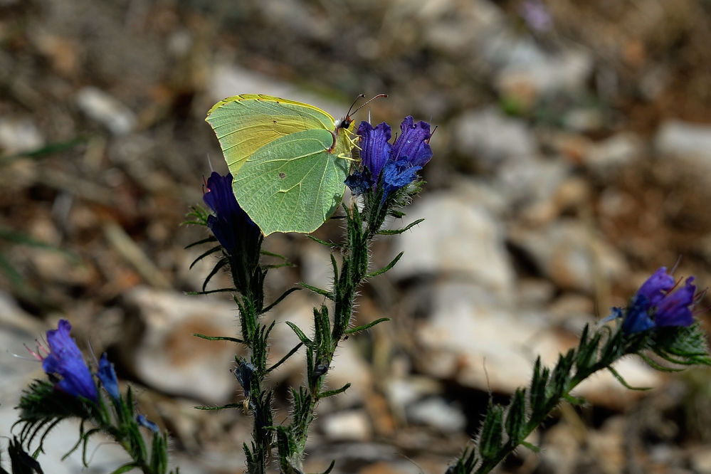 Kleopatra-Falter auch  Mittelmeer-Zitronenfalter 
Kleopatra-Falter auch  Mittelmeer-Zitronenfalter 
Schlüsselwörter: Gonepteryx cleopatra; Kleopatra-Falter; Mittelmeer-Zitronenfalter