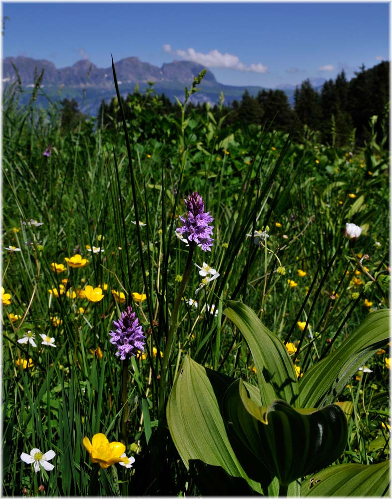 Knabenkraut & Hahnenfuss % grüner Germer
Flumserberge, Feuchtwiese auf 1300 MM im Hintergrund die Churfirsten, total sind (je nach Zählart)13 Gipfel.
Schlüsselwörter: Feuchtwiese, Flumserberge, Schweiz, Knabenkraut, Orchideen