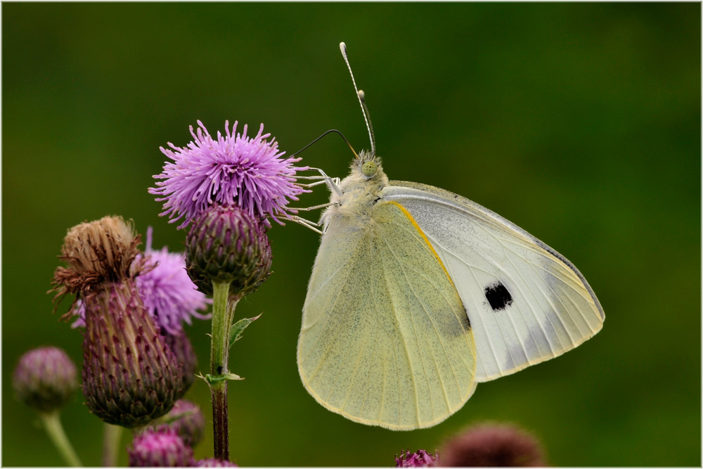 Kohlweissling
Der grosse Kohlweissling, weit verbreitet in Gärten, auf Feldern, an Waldrändern und Wiesen.
Schlüsselwörter: Kohlweissling, Pieris brassicae, Zürich, Uetliberg