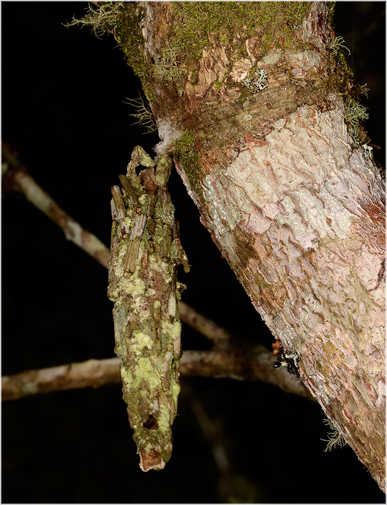 Acanthopsyche pauliani Kokon
Sackträger, Schmetterlinge aus der Familie der Psychidae
Schlüsselwörter: Acanthopsyche pauliani, Kokon, Madagascar, Anjozorabe