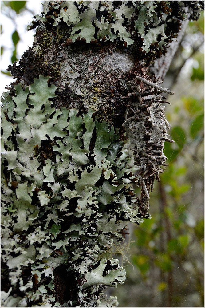 Deborrea cambouei,  Kokon
Sackträger, Schmetterlinge aus der Familie der Psychidae
Schlüsselwörter: Deborrea cambouei, Kokon, Madagascar, Anjozorabe