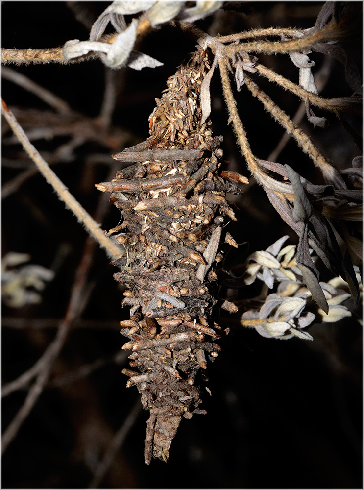 Deborrea spp. Kokon
Sackträger, Schmetterlinge aus der Familie der Psychidae
Schlüsselwörter: Deborrea cambouei, Kokon, Madagascar, Anjozorabe