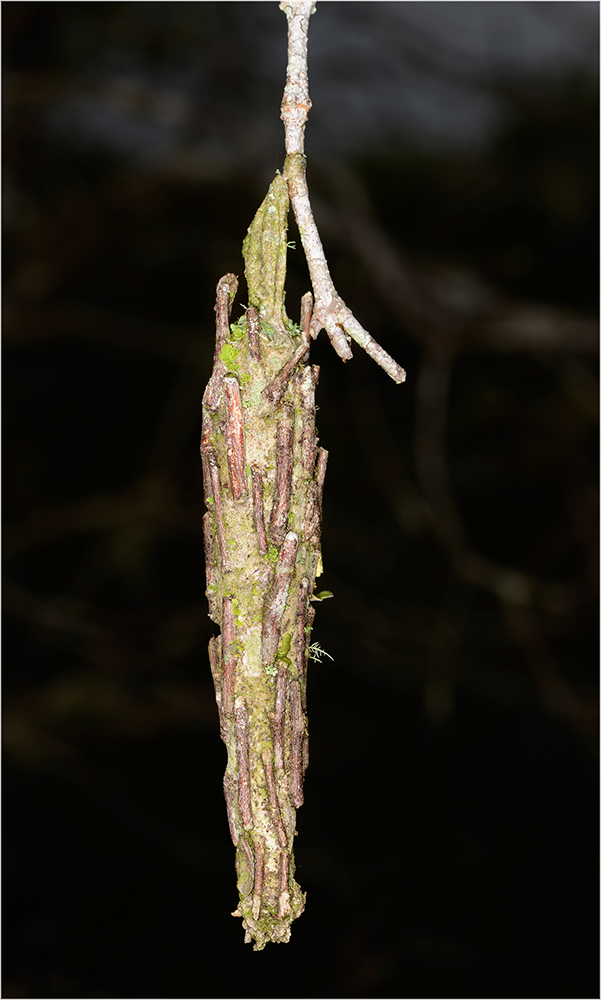 Oikreticus saclavus Kokon
Kokon von Oikreticus saclavus, ein echter Sackträger, Schmetterlinge aus der Familie der Psychidae.
Schlüsselwörter: Kokon, Psychidae, Sackträger, Oikreticus sacalavus