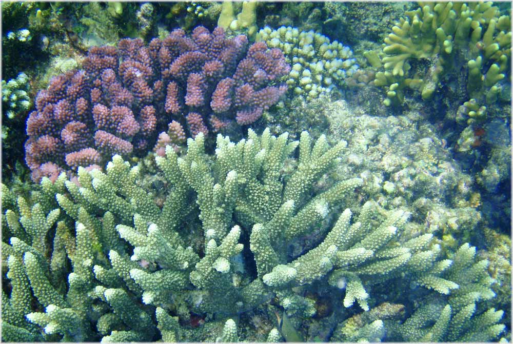 Korallen
Korallengarten vor Nosy tanikely
Schlüsselwörter: Nosy tanikely, Madagaskar, Korallengarten