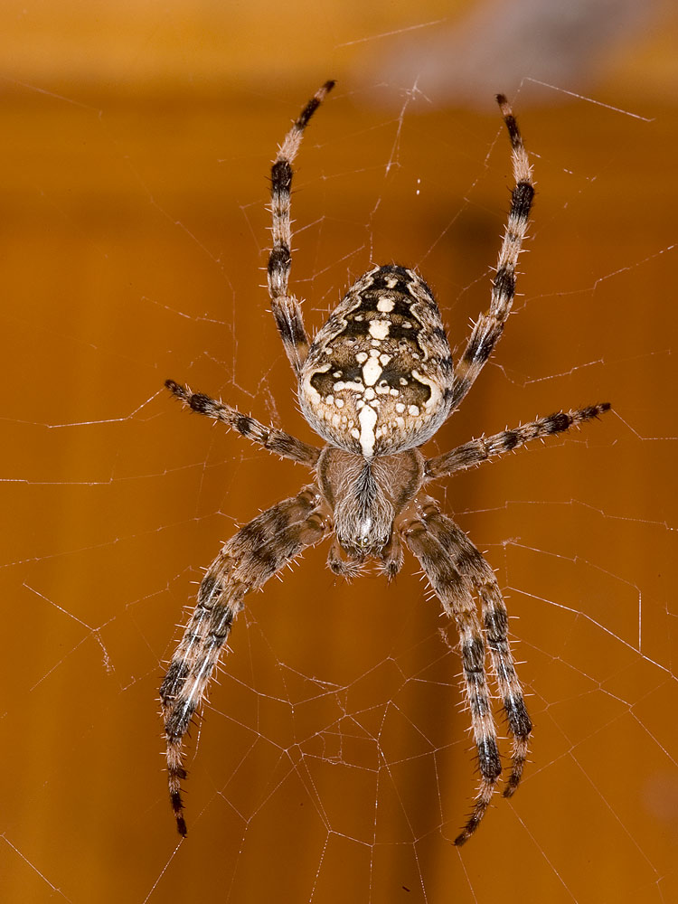 Kreuzspinne
Schlüsselwörter: Krfeuzspinne, Benken