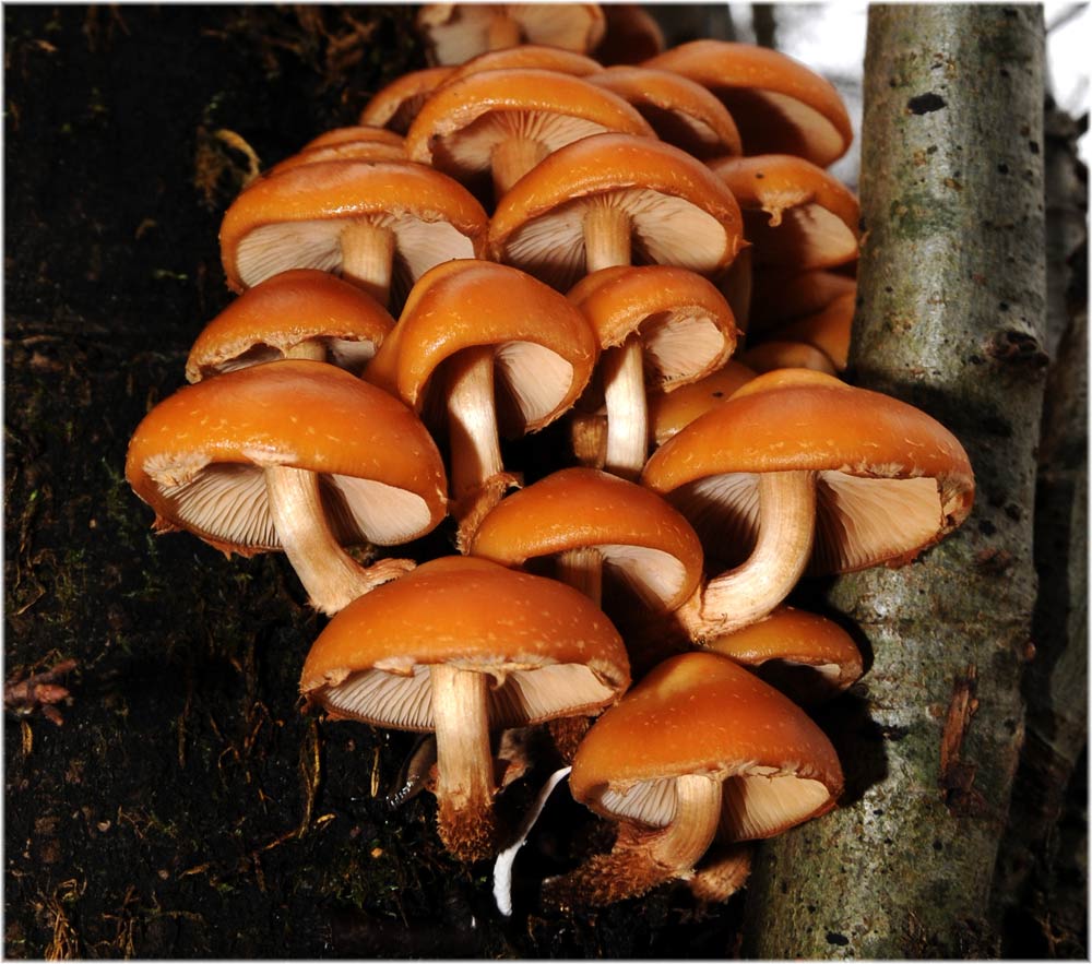Stockschwämmchen (Kuehneromyces mutabilis)
Das Gemeine Stockschwämmchen ist ein saprobiontischer Bewohner von Laub- und Nadelholz, wobei in tieferen Lagen vorrangig Laub- in höheren Lagen Nadelholz bevorzugt wird. Die Art bewohnt besonders morsche Strünke, Stümpfen und liegende Stämme, bestimmte Böden und Waldtypen werden nicht bevorzugt. Die Fruchtkörper erscheinen in Mitteleuropa von Mai bis Dezember, meist jedoch im Herbst, bei mildem Witterung auch ganzjährig.
Schlüsselwörter: Stockschwämmchen, Kuehneromyces mutabilis