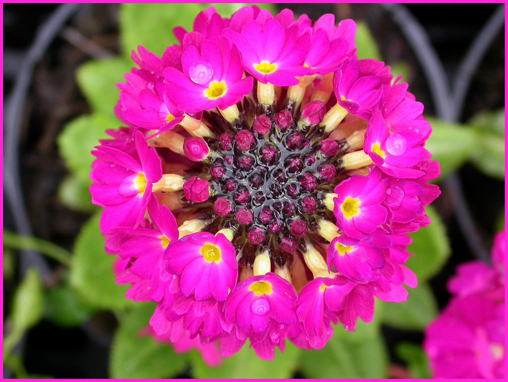 Kugelprimel
Kugelprimel, erinnert an wilde Mehlprimel
Schlüsselwörter: Kugelprimel, Tessin,