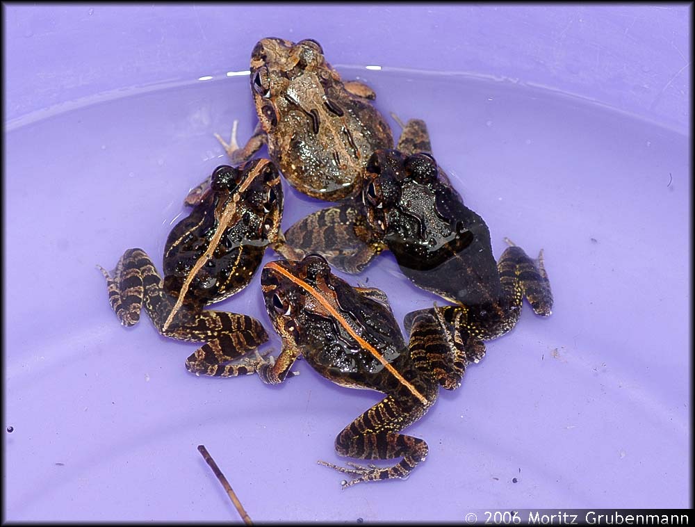 Laliostoma labrosum (Tomopterna labrosa)
1998 wurde Tomopterna labrosa, der einzige madegassische Frosch in dieser afrikanischen Gattung, in die monotypische Gattung Laliostoma überführt. Laliostoma labrosa kommt in ganz West-Süd und Nordmadagaskar vor, auf einer Fläche von 297'121 Quadratkilometer. 
siehe www.iucnredlist.org/search/rangemap.php?species=57437
Färbung und Zeichnung von Laliostoma labrosum ist sehr variabel, alle vier Frösche sind Laliostoma.
 
Schlüsselwörter: Laliostoma labrosa, Nordmadagaskar, Madagaskar,