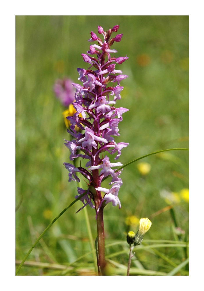 Langspornige Handwurz, Mücken-Handwurz, Grosse Händelwurz (Gymnadenia conopsea)
Blütensporn doppelt so lang wie der Fruchtknoten (scheinbar Blütenstiel) Sporn dünn und sichelförmig abwärts gebogen
Schlüsselwörter: Langspornige Handwurz, Mücken-Handwurz, Grosse Händelwurz, Gymnadenia conopsea