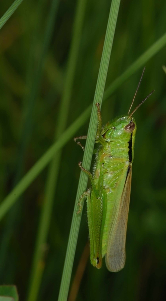 Lauchschrecke (Parapleurs alliaceus)
Die Grüne Lauchschrecke lebt in feuchten Wiesen und Gewässerufern. Kommt auch gerne auf langgrasigen Trockenwiesen vor. 
Beide Geschlechter können gut fliegen. Die Weibchen erreichen bis 32mm Körperlänge und gehören so bei uns zu den grössten Kurzfühlerschrecken
Schlüsselwörter: Lauchschrecke, Parapleurs alliaceus, kloten Naturschutzgebiet