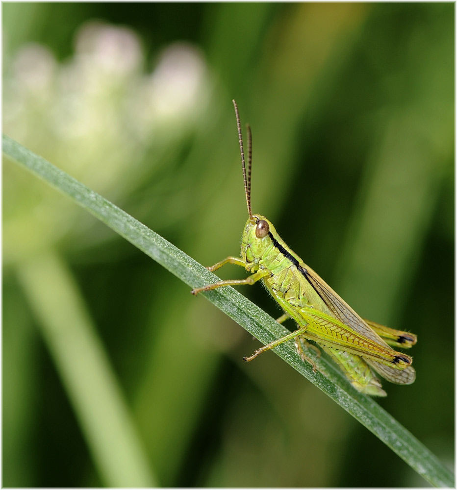 Lauchschrecke
Schlüsselwörter: Lauchschrecke, Mecostethus_parapleurus
