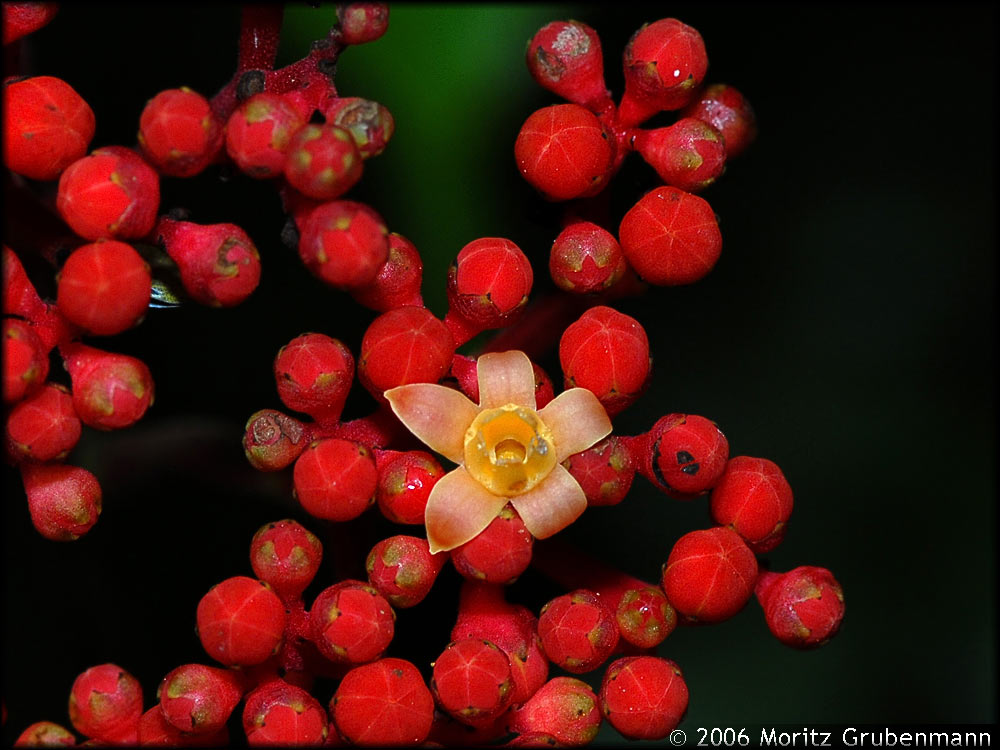 Leea guinnensis
Leeaceae stehen den Vitaceae sehr nahe. Die Gattung Leea umfasst 34 Arten welche von Afrika bis Malaysia vorkommen. Leea guinnensis kommt in Afrika, den Maskarenen und den Komoren vor.
Leea spinea kommt auf den Komoren und Madagaskar vor.
Schlüsselwörter: Leea guinnensis, Montagne d'Ambre, Nordmadagaskar, Blütenpflanzen
