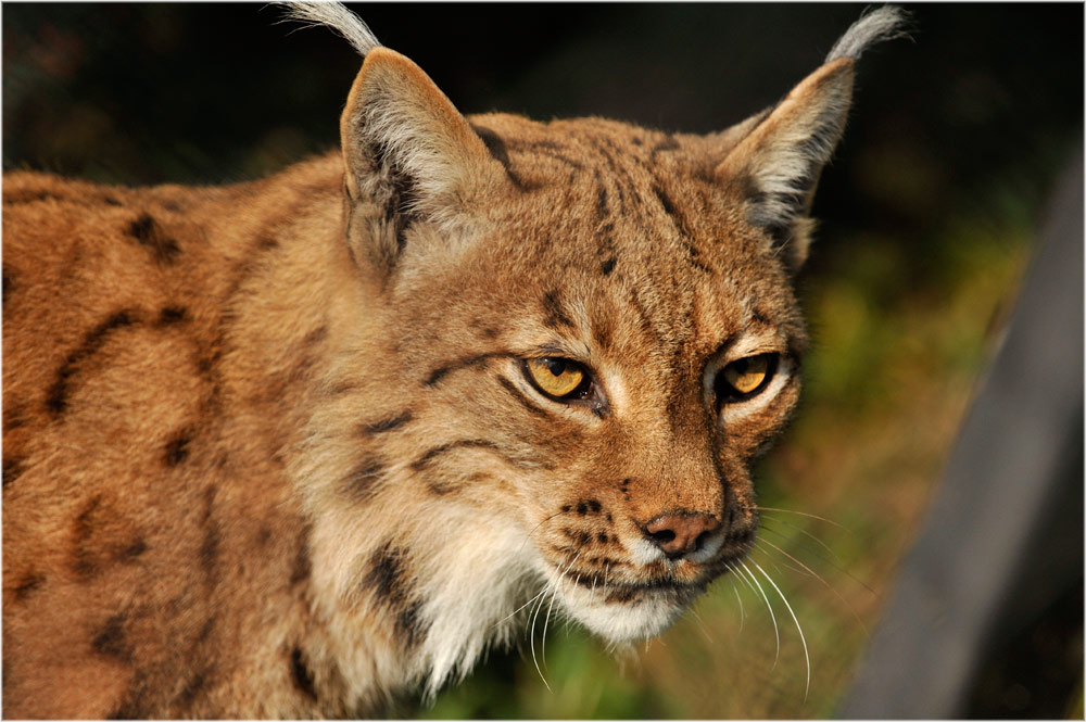 Luchs (Lynx lynx)
Tierpark Goldau
Schlüsselwörter: Lynx, Goldau, Tierpark, Luchs