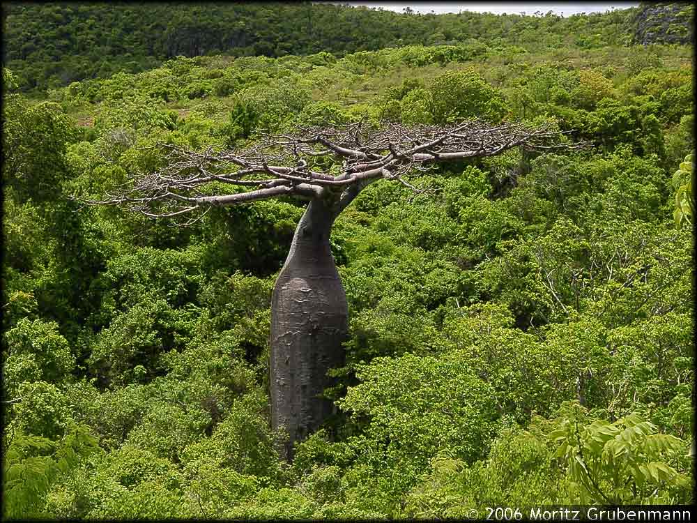 Adansonia madagscariensis
Am Fuss der Montagne des Française, wachst dieser Baobab auf kalkhaltigen Böden in einem Sekundärwald.
Schlüsselwörter: Adansona madagascariensis, Montagne des Francaise, Affenbrotbaum, Baobab