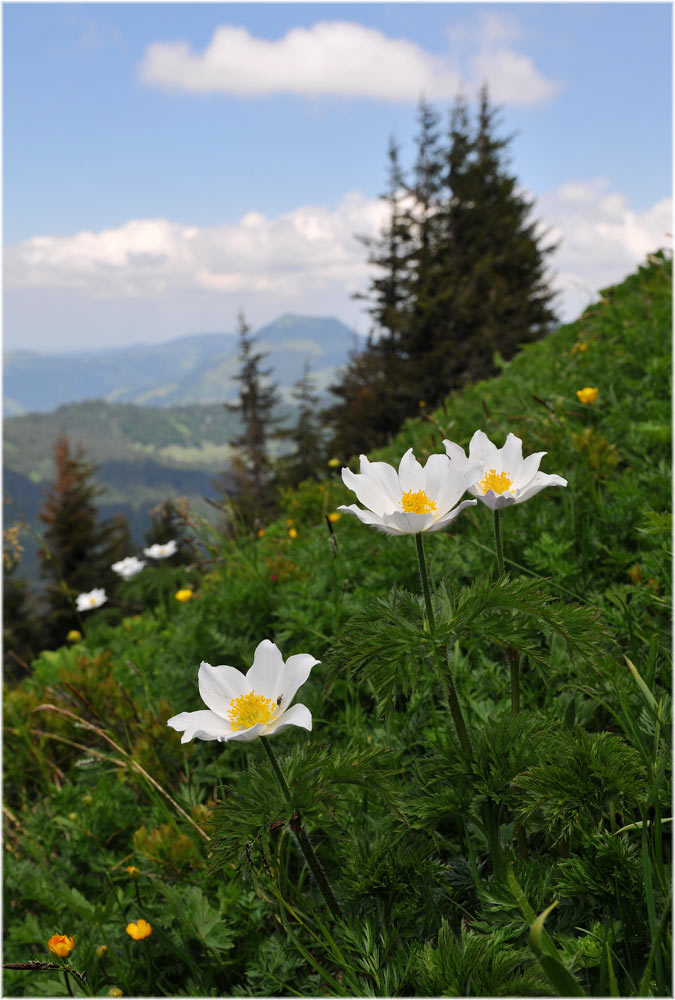 weisse Alpenanemone (Pulsatilla alpina)
Schlüsselwörter: weisse Alpenanemone, Leistenkamm
