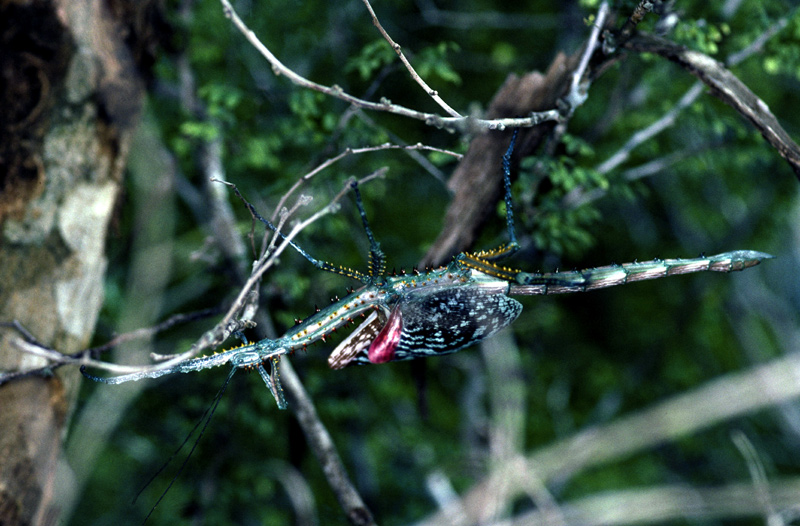 Stabschrecke, Archioptera spinosissima
Kopfunter hängt die bizarre Stabschrecke im Geäst und lässt ihre Eier aus ca 1-2 Meter auf den Boden plumpsen....
Schlüsselwörter: Stabschrecke, Archioptera spinosissima, Madagascar, Madagaskar
