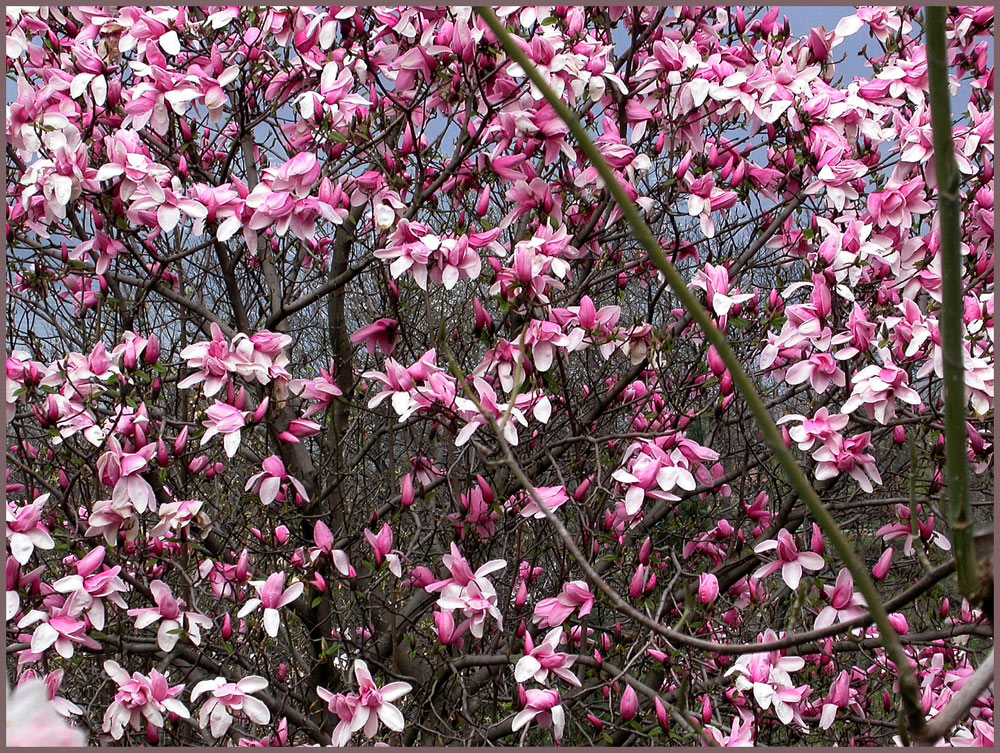 Magnolien_Baum
Schlüsselwörter: Magnolien_Baum, Magnolienbaum