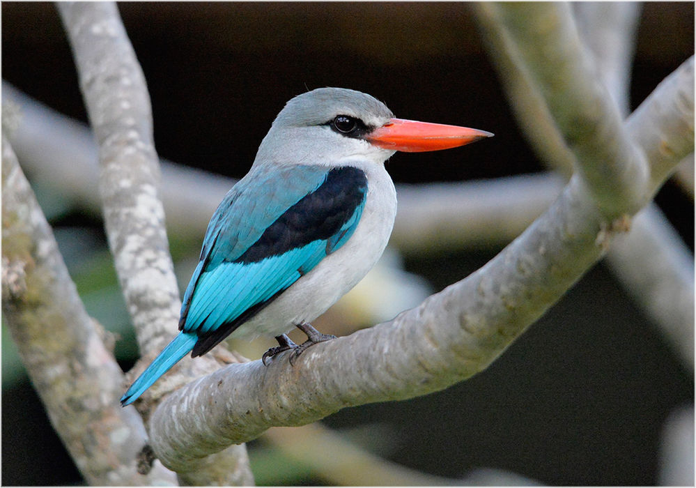 Mangrovenliest (Halcyon senegaloides)
Afrikanischer Mangroven-Eisvogel, lebt in einem 20-50 km breiten Küstenstreifen in Ostafrika.
Schlüsselwörter: Mangrovenliest Halcyon senegaloides Mangroven Eisvogel