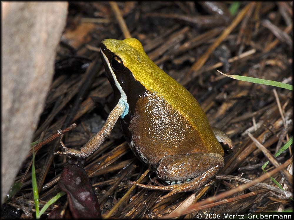 Mantella viridis
Schlüsselwörter: Mantella viridis, Montagne des Française, Nord-Madagaskar