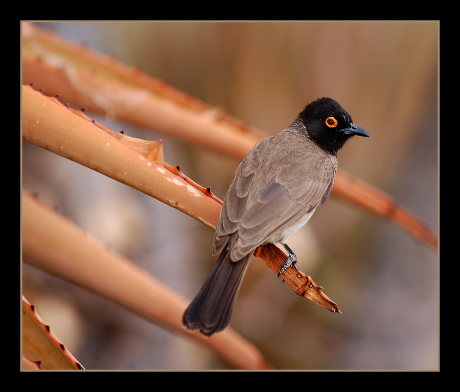 Maskenbülbül
auf Aloe littoralis sitzend. Vingerklippe, Namibia.
Schlüsselwörter: Namibia