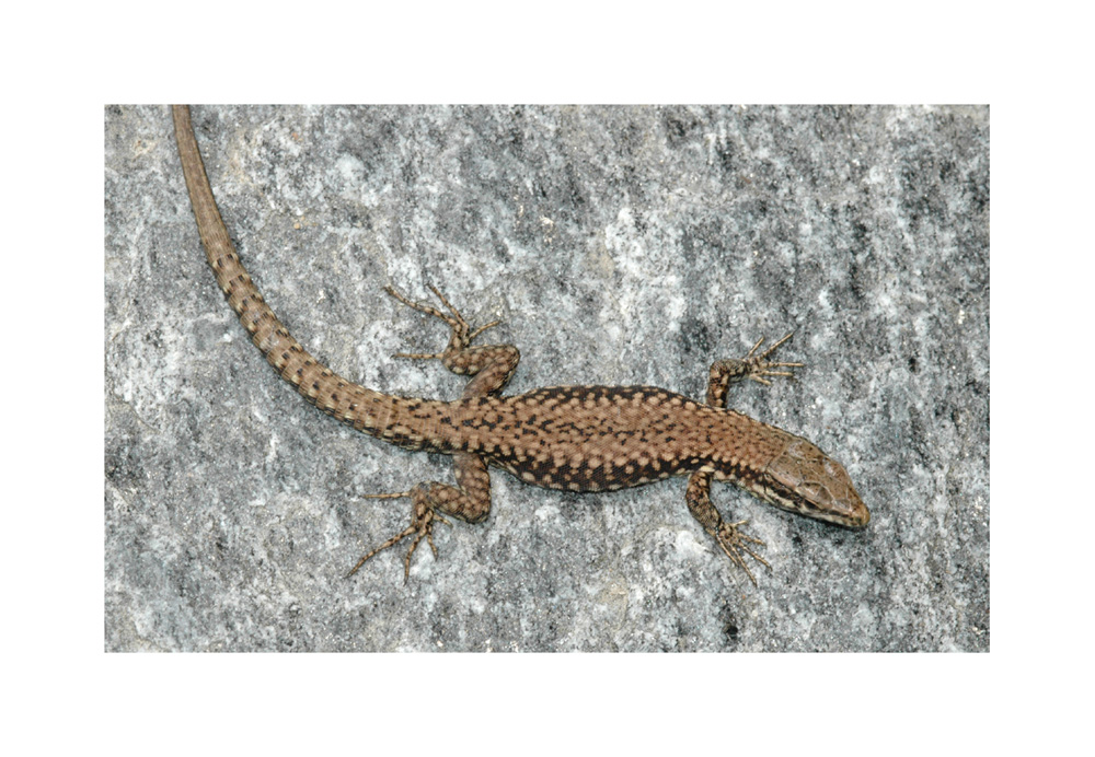 Mauereidechse Insel Mainau
Schlüsselwörter: Mauereidechse, Insel Mainau