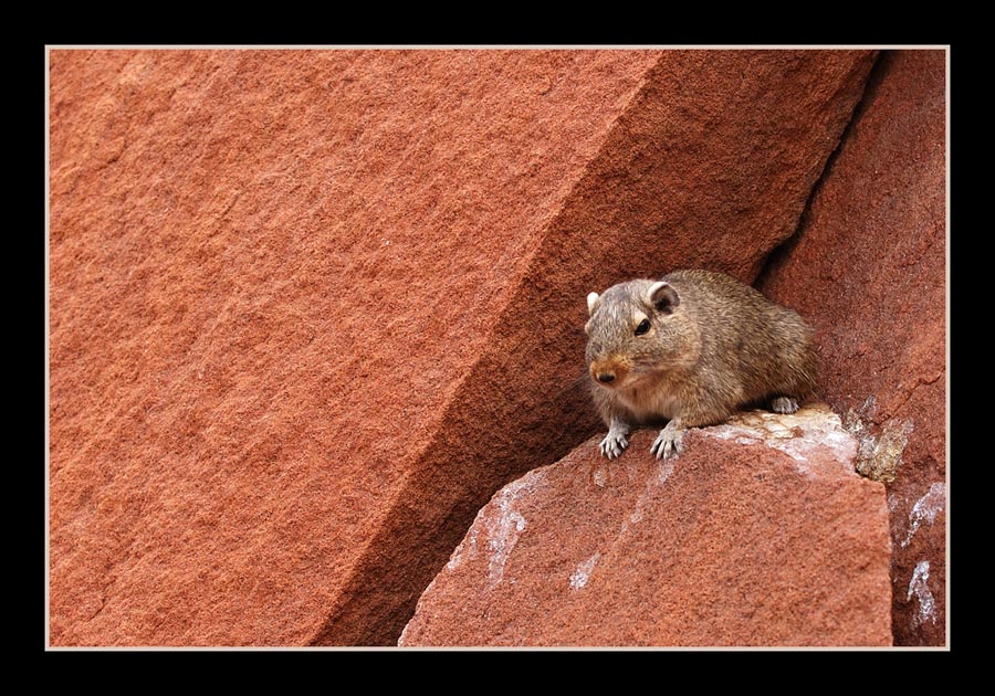der Schläfer
Tagsüber ein Päuschen oder mit leicht offenen Augen schlafen...
Schlüsselwörter: Namibia, Twyfelfontain, Bilch