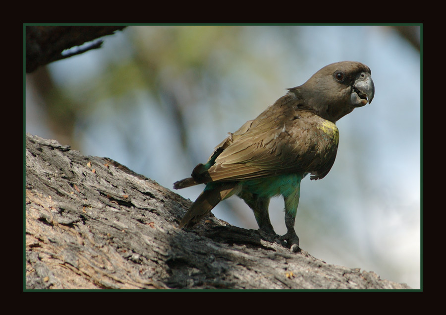Meyer's Papagei
Mahango-Camp, Okavango-Fluss, Namibia.
Schlüsselwörter: Meyer's Papagei, Poicephalus meyeri, Mahango-Camp, Okavango-Fluss, Namibia
