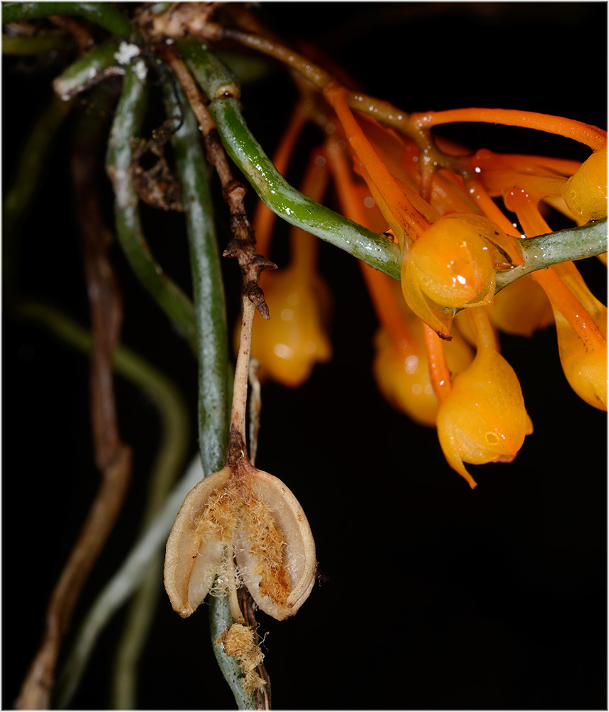 Microcoeli gilpinae mit Samenkapsel
