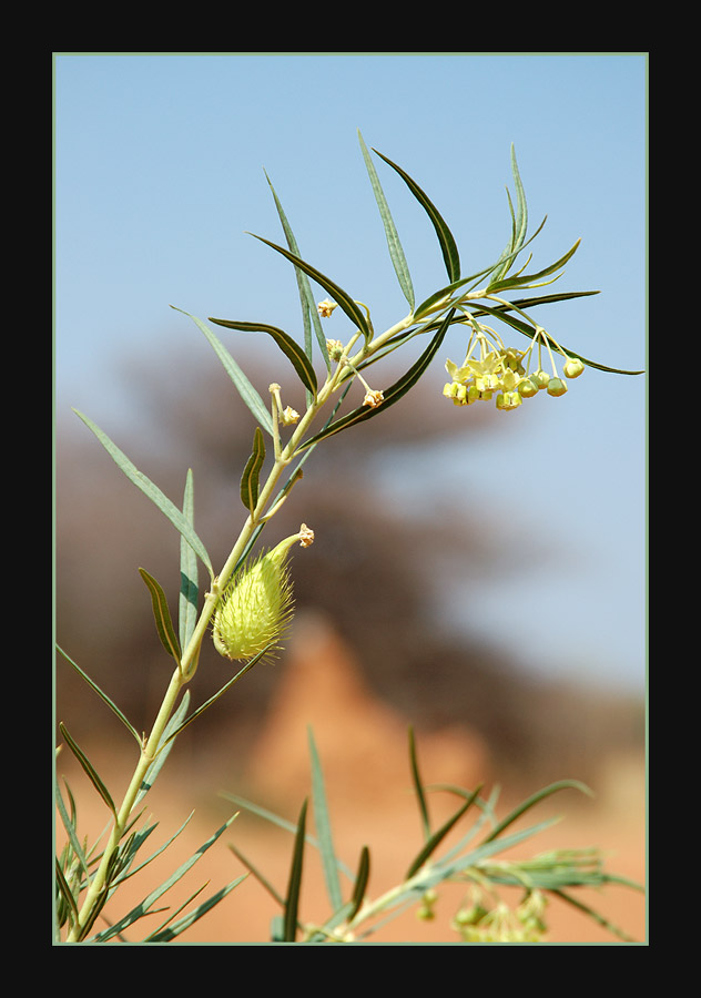 Milchbusch, Milkweed, Melkbos
Ein immergrüner Strauch bis 1.50 Meter hoch, der milchig-weissen Latexsaft enthält. Wird bei den Einheimischen als Heilmittel bei Magenproblemen angewandt. Der Milch-Saft soll auch Warzen zum verschwinden bringen. Die haarigen Flugsamen werden zum füllen von Kissen und Matratzen benützt.
Schlüsselwörter: Milchbusch, Namibia, Milkweed