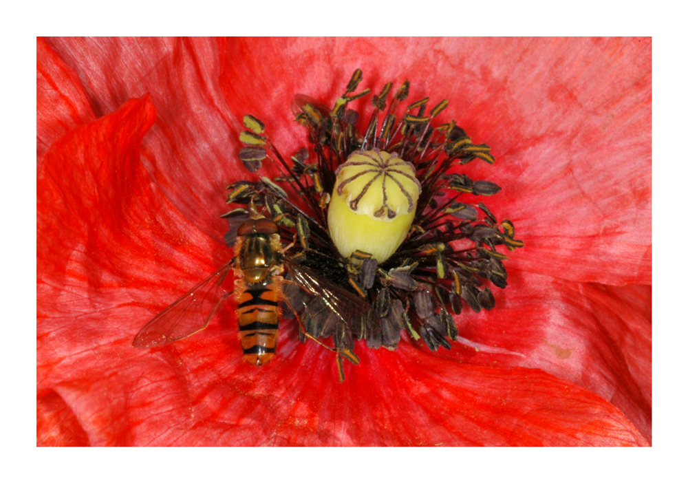 Roter Mohn 2
Schwebefliege in Mohnblüte
Schlüsselwörter: schwebefliege roter Mohn, Mohn