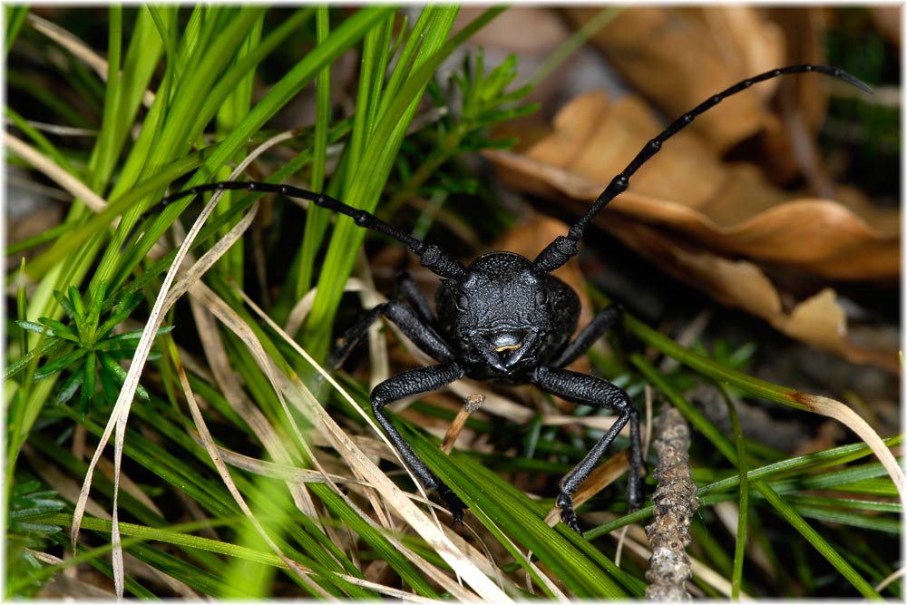 Trauerbock,  (Morimus asper) Valle maira, Piemont, Italien
Die Lebensdauer der Bockkäfer ist als erwachsenes Tier im Vergleich zu der Larvalzeit in der Regel sehr kurz; besonders, wenn man die aktive Zeit ohne Überwinterung in Betracht zieht. Die aktive Lebenszeit des erwachsenen Tieres beträgt meistens maximal 90 Tage, bei vielen Arten jedoch auch nur 30 Tage oder weniger.
Schlüsselwörter: Trauerbock, Morimus asper,  Valle maira, Piemont, Italien