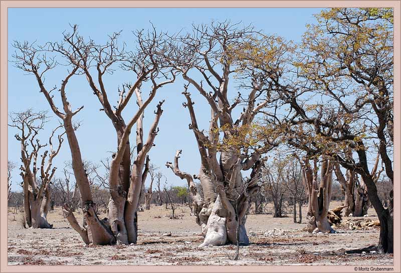 "Märchenwald" Ethosa-Pfanne
Nur an einer Stelle in der Ethosa-Pfanne kommen Moringas vor, dort aber zahlreich. Es bildet sich ein spezieller "Wald", der einen eigenartigen, nicht von dieser Welt stammenden Eindruck hinterlässt. 
Schlüsselwörter: Märchenwald, Ethosa, Moringa