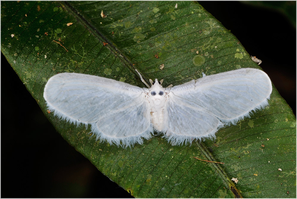 Zikade
Zikade mit einer Totenkopf-Zeichnung
Schlüsselwörter: Zikade, Peru, Manu, 