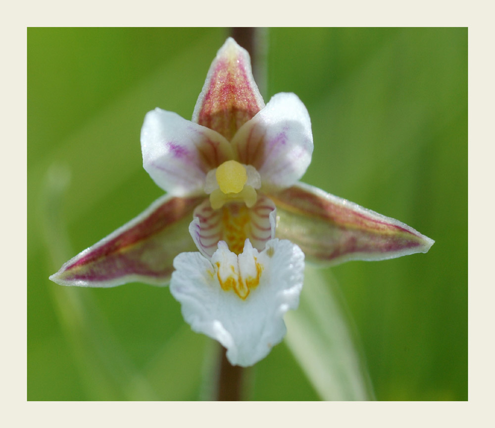 Blüte Weisse Sumpfwurz

