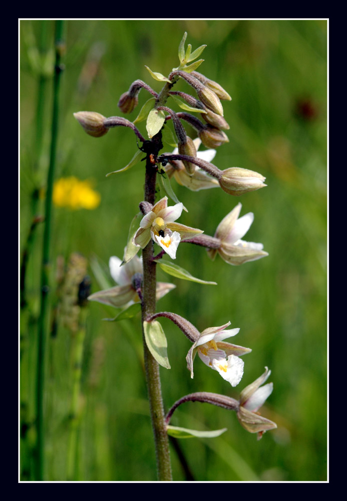Sumpfwurz (Weisse oder Müller's Sumpfwurz)
Schlüsselwörter: Sumpfwurz, Müllers Sumpfwurzt