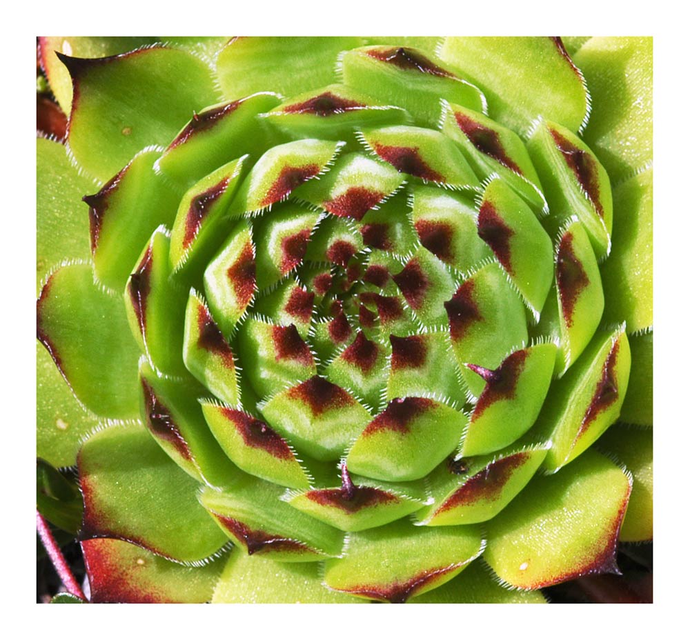 Hauswurz, Rosette
Schlüsselwörter: Hauswurz, Rosette, Sempervivum