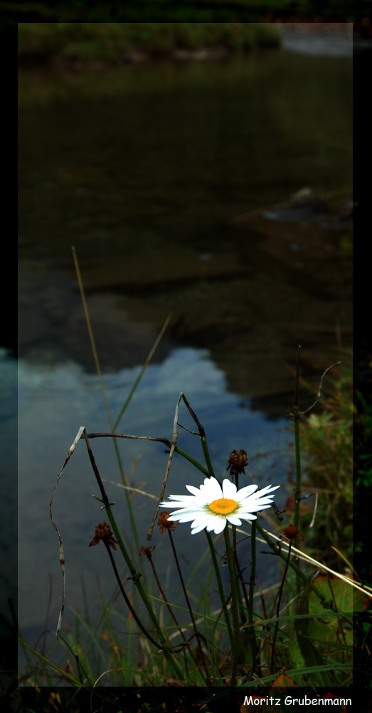 die letzte Blüte Sommer 2006
Schlüsselwörter: Murgtal