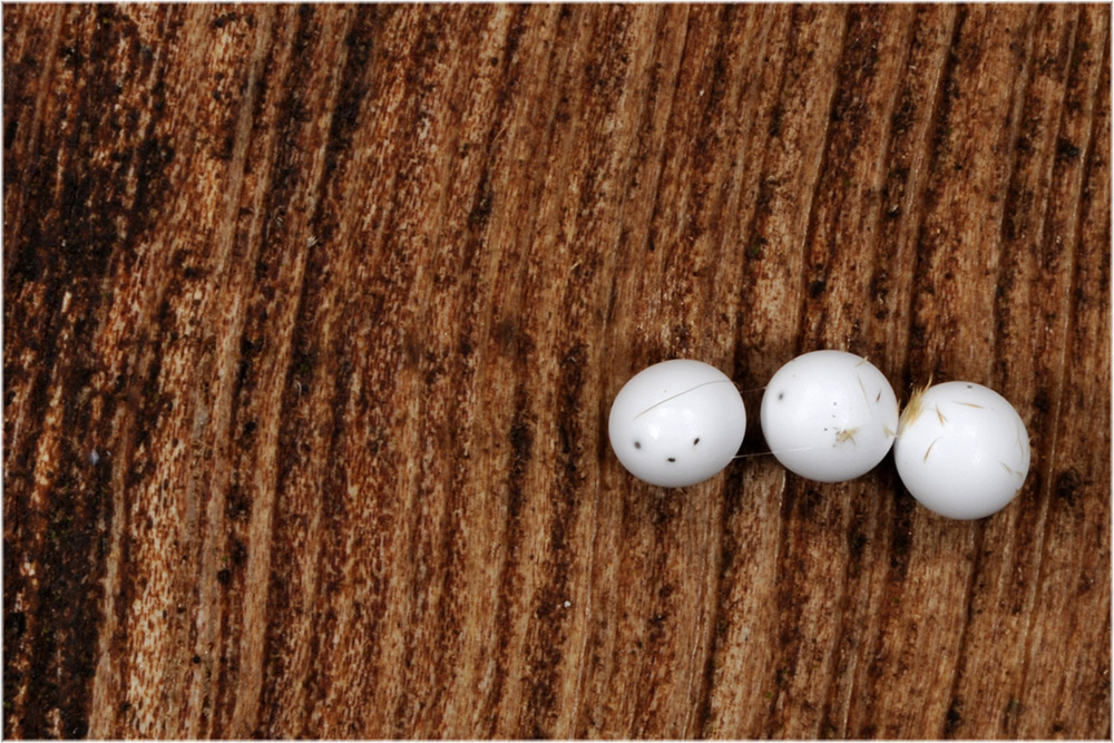 Nachtfaltergelege
Drei Eier eines Nachtfalters am Rande des Regenwaldes bei Anjorozobe
Schlüsselwörter: Nachtfalter Eier Gelege Anjorozobe Madagascar